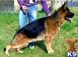 German Shepherd Puppies in FL